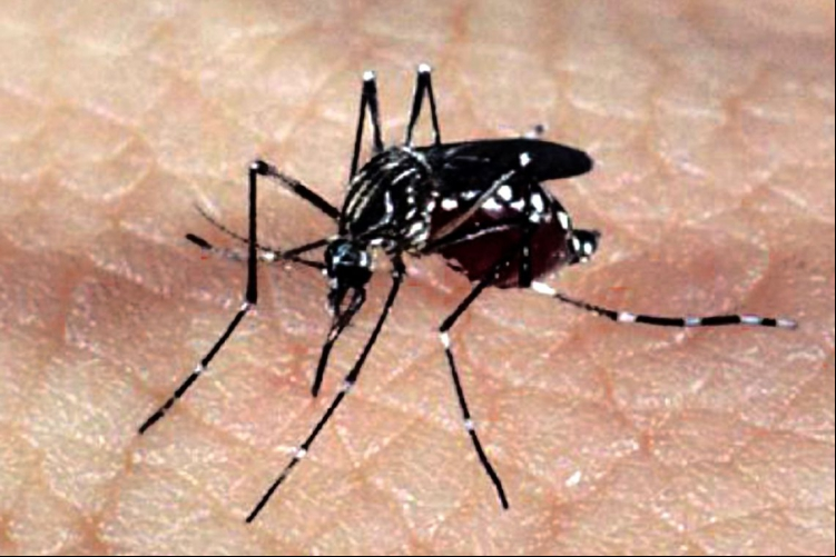 Mosquito Aedes Aegypti transmite a dengue, zika e chikungunya. Imagem de apoio ilustrativo. 