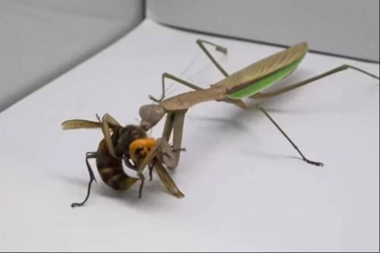 Inseto capaz de matar ratos não foi páreo para o bichinho de nome celestial