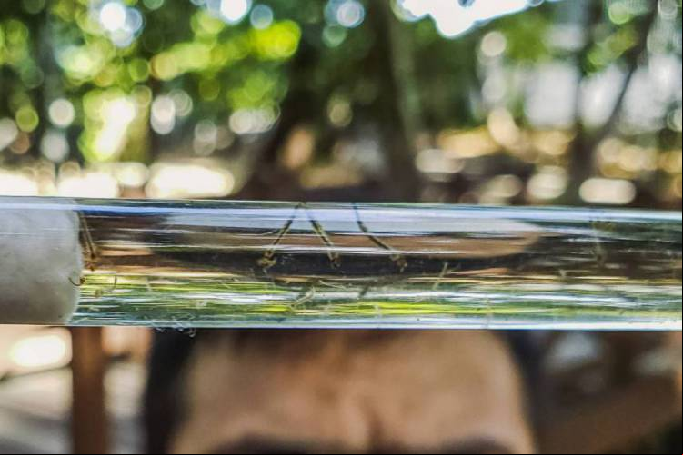 Os focos do Aedes aegypti no Ceará são identificados principalmente em depósitos ao nível do solo, como barril, poço, tambor e tanque