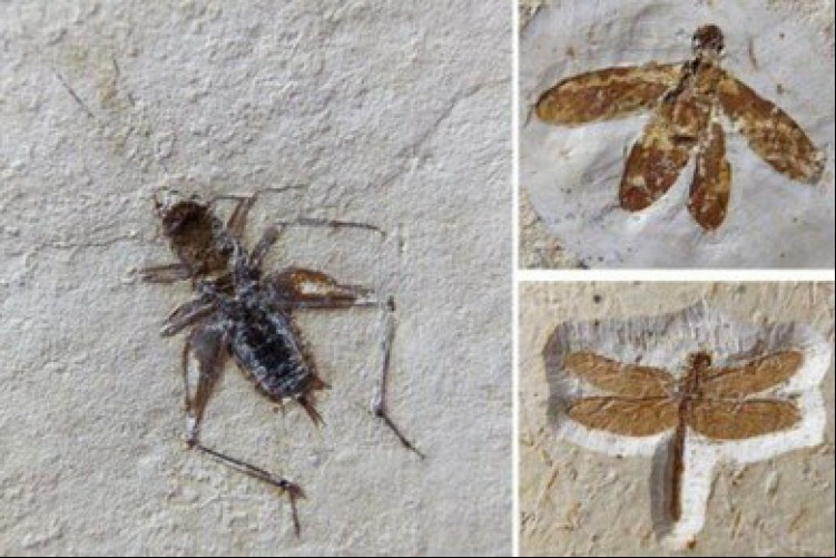 FÓSSEIS estavam à venda por mais de 100 mil euros pela empresa alemã Fossils Worldwide