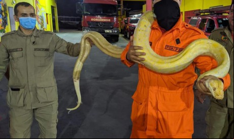 ￼ANIMAL RESGATADO apresentava leves escoriações e não pertence à fauna da região 