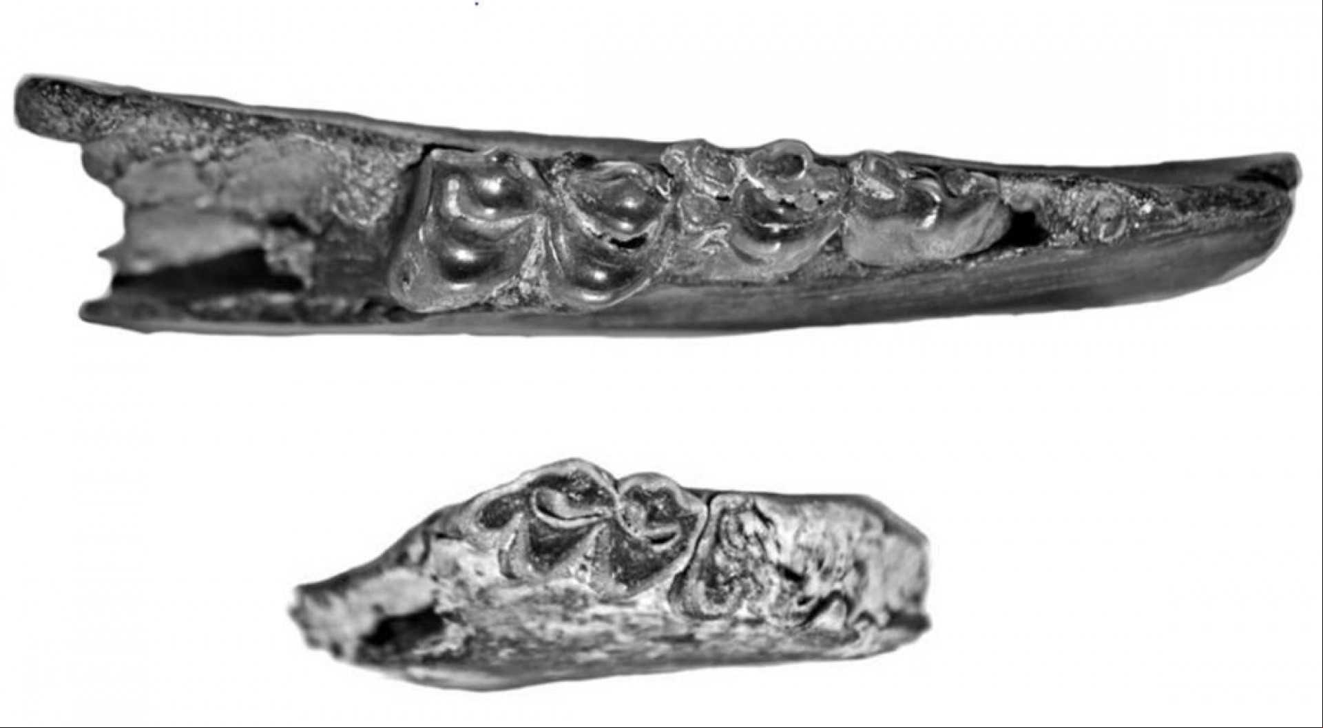 Os pesquisadores utilizaram fotos e relatórios sobre fósseis encontrados em Itapipoca, em 1961, que estavam no Museu Nacional. Na imagem, fragmento de mandíbula de Morenelaphus (acima) e fragmento de mandíbula de Cervidae indet. (embaixo).