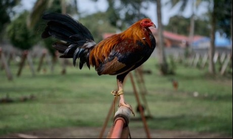 Imagem de apoio ilustrativo. Roubo ocorreu após dupla invadir casa de agricultor pela janela 