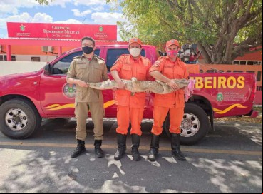 Um jacaré de grande porte foi resgatado pelo Corpo de Bombeiros no Município de Independência nesta quinta-feira, 12. 