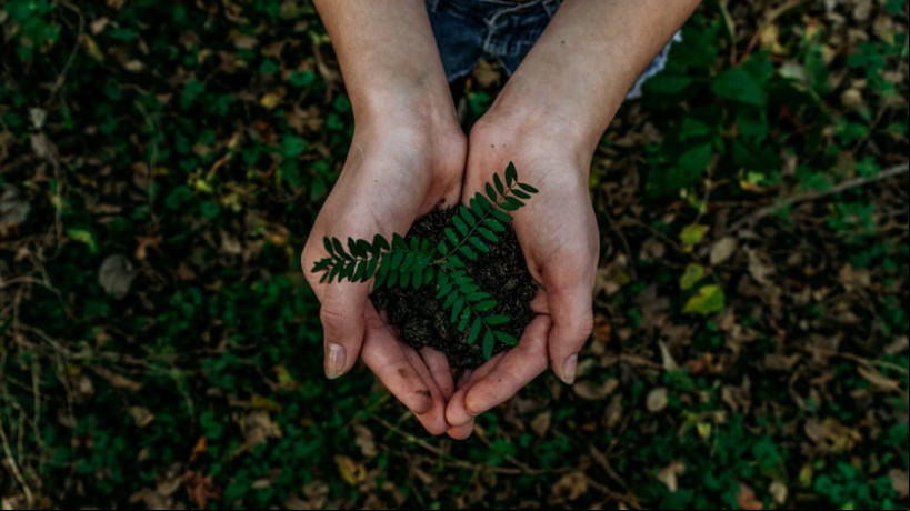O festival anual das árvores, que tem como objetivo promover a conscientização ambiental e o fortalecimento de espaços verdes em Fortaleza, encerrou nessa terça-feira, 16.