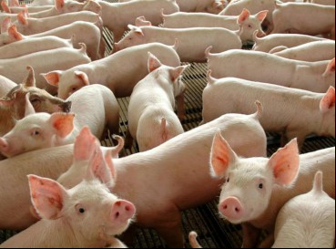 A infecção de Peste Suína Clássica (PSC) foi identificada no estado do Ceará, no município de Marco, em criatório de suínos para subsistência. 
