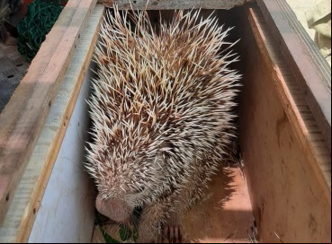 Durante a captura, o animal tentou se defender ao expelir alguns espinhos 