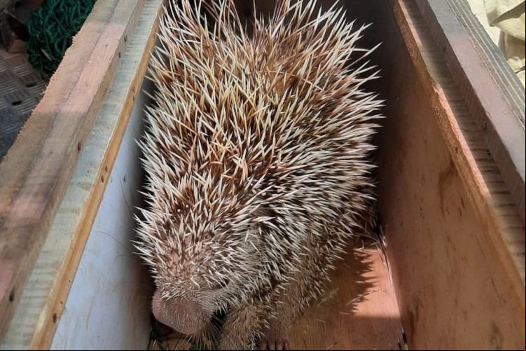 Durante a captura, o animal tentou se defender ao expelir alguns espinhos