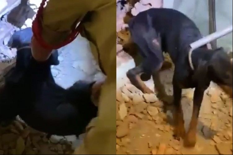 A cadela foi resgatada saudável e entregue à sua proprietária.