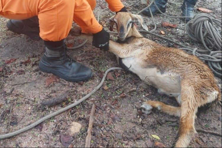 Uma cabra foi resgatada pelo Corpo de Bombeiros no município de Itapipoca, no Ceará, após o animal cair em cacimba de 12 metros de profundidade nessa quarta-feira, 5