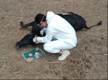 Após a morte do animal, o encéfalo é retirado e enviado para exame 