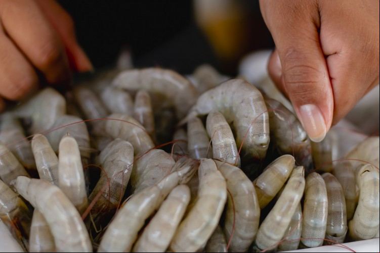 Estudo da Uece mostra a presença de compostos químicos em camarões do Ceará