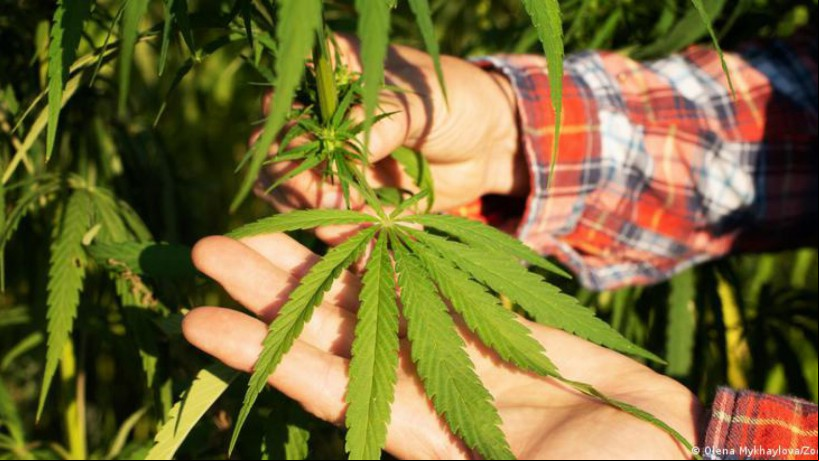 Maconha