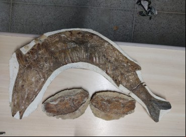 Polícia Federal entrega 21 fósseis apreendidos para museu no Cariri 