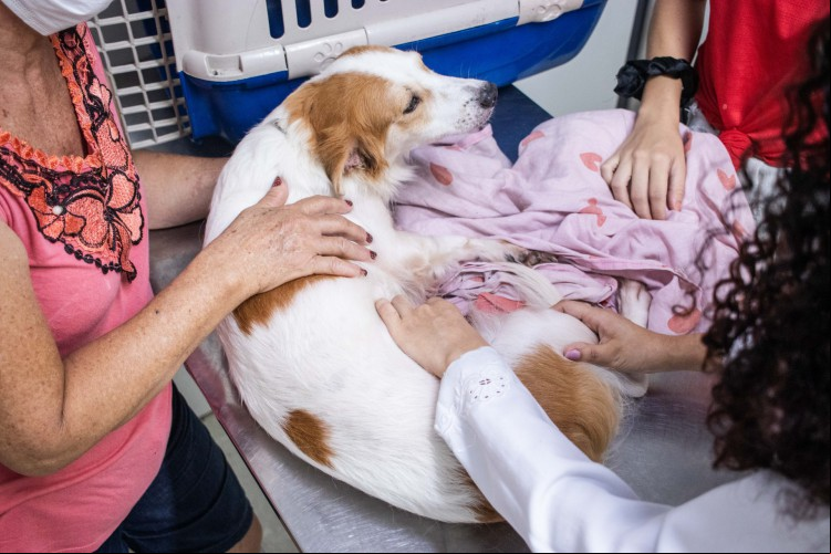 Atendimentos realizados no VetMóvel, ferramenta da prefeitura voltada para o atendimento gratuito de animais de rua e domésticos, estará no bairro Aracapé a partir desta quinta-feira, 6