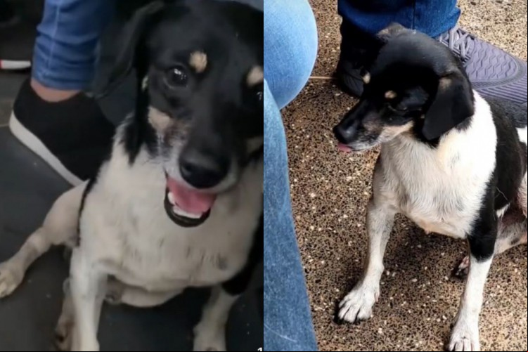 Cachorro entra no ônibus e sentado embaixo dos assentos esperando o ponto para descer.