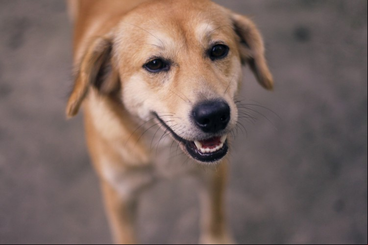 Adoção de pets em Fortaleza: evento terá 20 animais disponíveis nesta sexta-feira, 20
