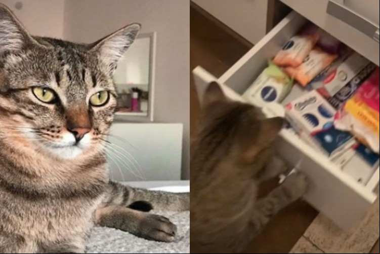 Em entrevista ao O POVO, a jornalista e beauty expert de 25 anos contou que desde filhote, Francisco tinha a curiosidade de tentar abrir portas fechadas de armários e gavetas.