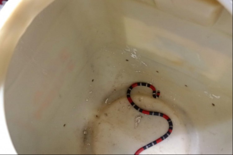 A serpente encontrada estava atrás de uma cabeceira em uma residência em Itaitinga