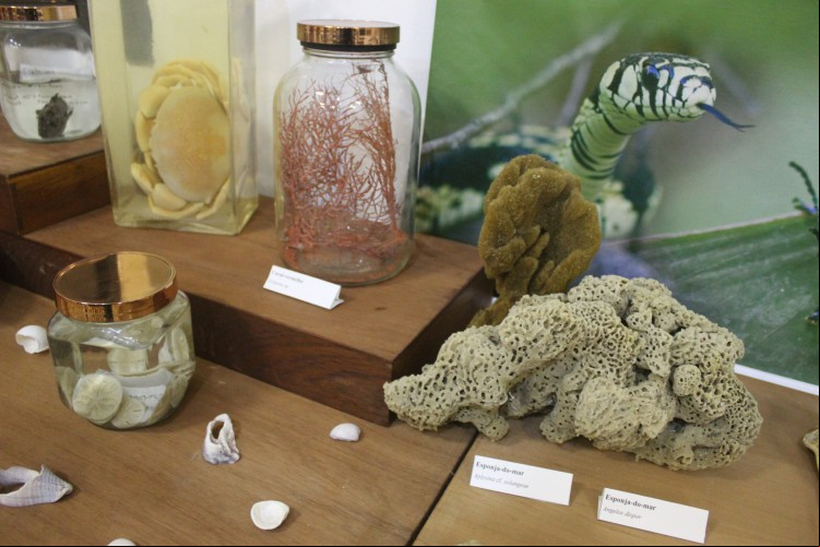 A exposição irá representar a biodiversidade do Ceará, com peças de mamíferos, insetos e aves
