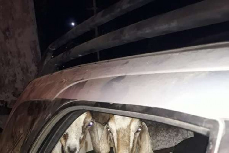 A PM-CE apreendeu seis animais: quatro cabras e duas ovelhas