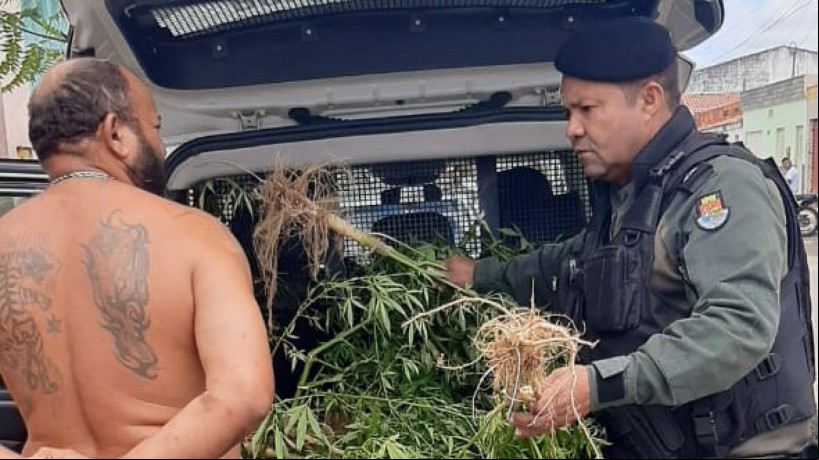Homem Ã© preso com plantaÃ§Ã£o de maconha no quintal da prÃ³pria casa no interior do CearÃ¡ 