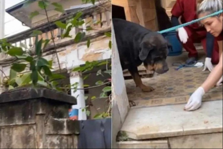 Instituto Luisa Mell resgata duas cachorras de mansão abandonada em Higienópolis