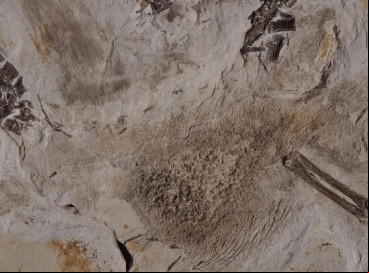 ￼O FÓSSIL do Ubirajara é o único da espécie até o momento  