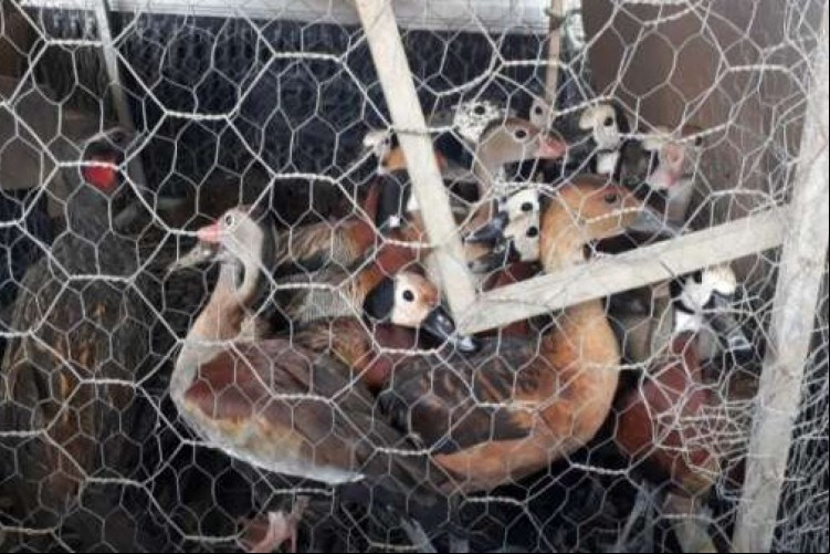Policiais resgataram 31 aves silvestres, entre marrecos e jacus, e apreenderam uma espingarda com 16 cartuchos de munição
