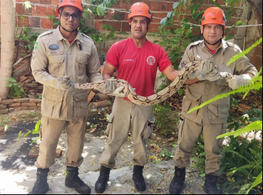 Jiboia socorrida por bombeiros em Parambu não tinha lesões e foi devolvida à mata 