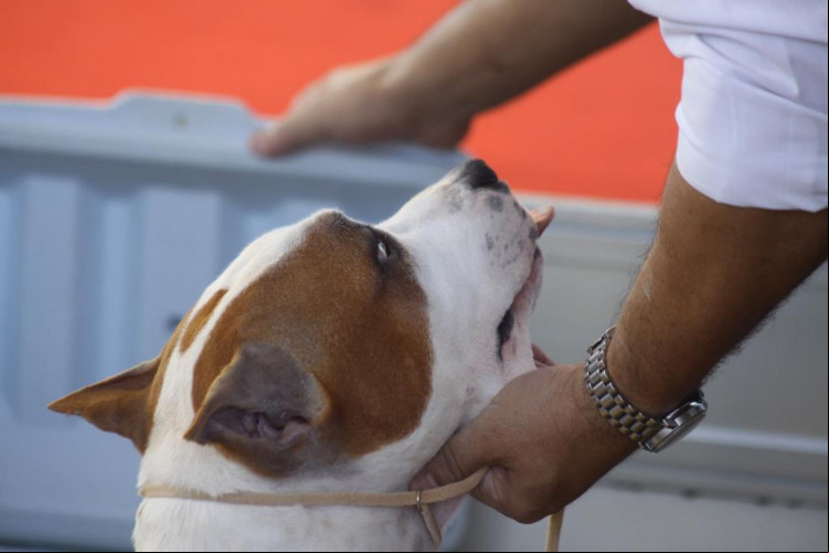 Imagem ilustrativa de cão da raça pitbull