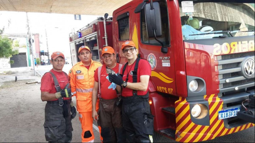 Após bombeiros resgatarem filhote de gato, animal foi adotado por uma moradora da região