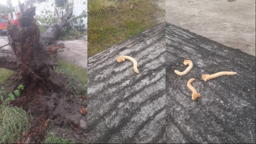 Enorme árvore no bairro Jangurussu desaba