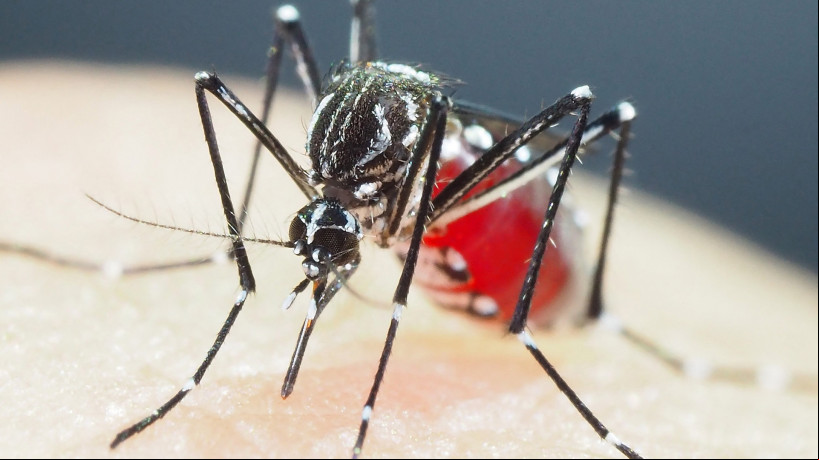 Aedes aegypti, o mosquito vetor da dengue, zika e chickungunya