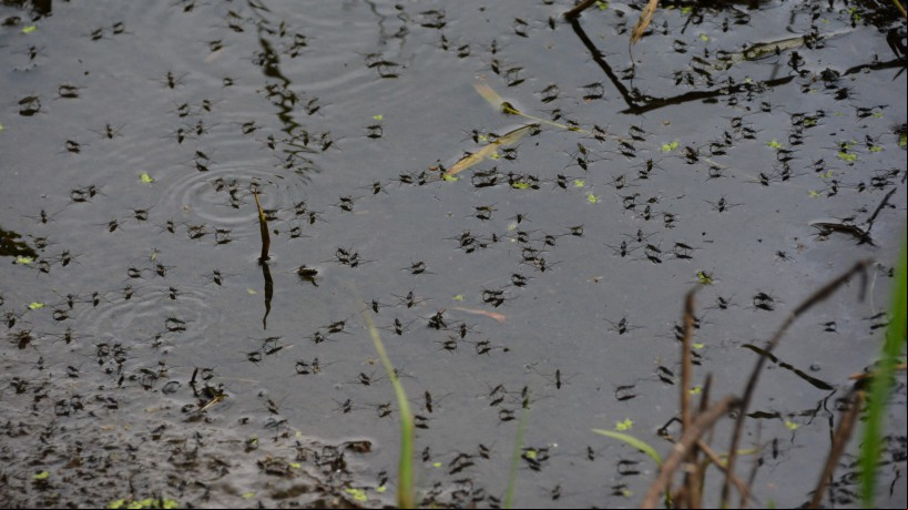 Aedes aegypti estéreis serão soltos no Equador para reduzir casos de dengue, zika e chikungunya