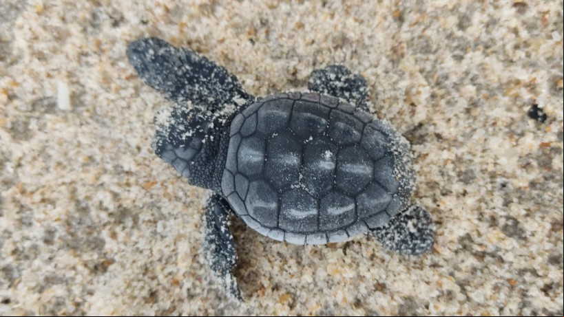 O nascimento de 70 tartarugas em extinção, em Caucaia, foi registrado pela primeira vez pelo Imac