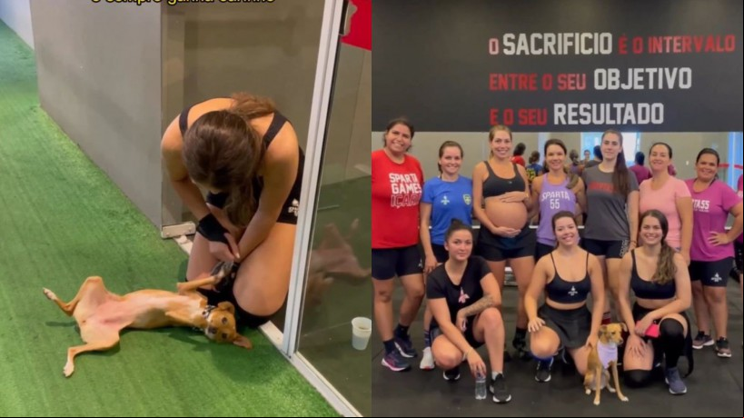 Cadela adotada vira atração em academia de Santa Catarina, esbanjando charme e simpatia