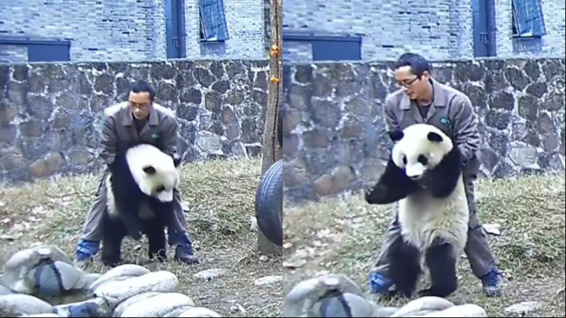 Yang usou a manobra de Heimlich para desengasgar o panda
