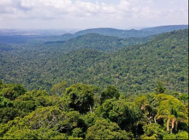 Imagine uma floresta. Como ela se parece? As árvores são altas ou baixas? Você conhece essa floresta ou não? Ela tinha pessoas, pássaros, animais…?