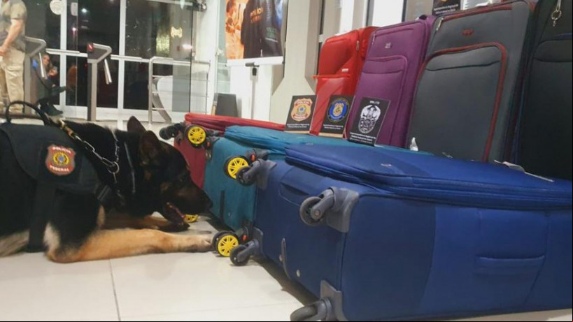 Identificação das malas com cocaína no Aeroporto de Fortaleza, na noite de domingo, 30, foi feita com a atuação do cão pastor Kano, da Polícia Federal