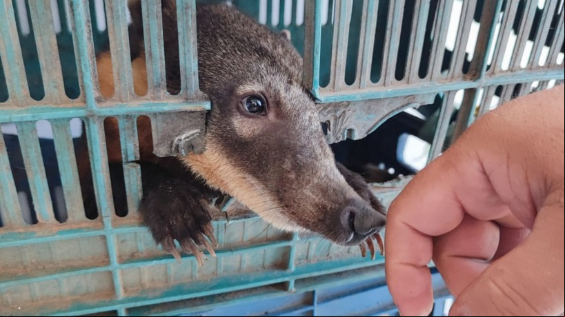 O animal foi encontrado na residência do suspeito