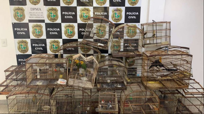 As aves foram encontradas em uma residência no bairro Serrinha, na Capital