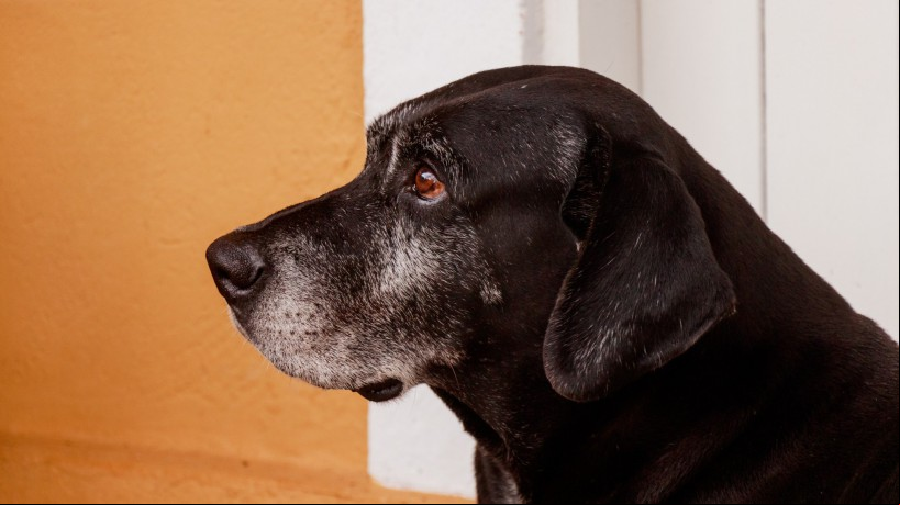 Escritório deve desenvolver um plano de trabalho destinado a animais de grande porte
