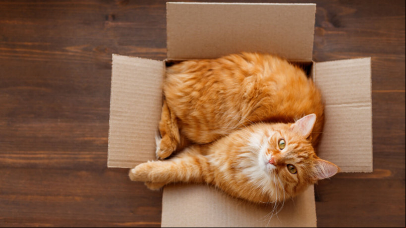 As caixas oferecem aos gatos um senso de segurança e proteção (Imagem: Konstantin Aksenov | Shutterstock)