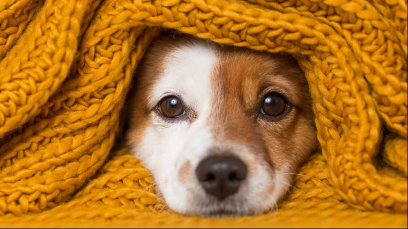 Cachorros podem demonstrar que estão com frio de várias formas (Imagem: eva_blanco | Shutterstock)