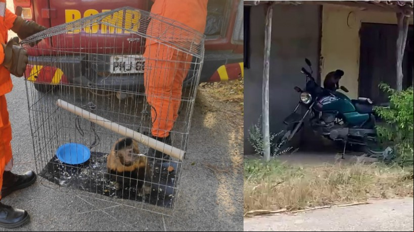 Macaco-prego em Itapipoca foi resgatado após causar diversos transtornos e medo aos moradores do distrito de Ipu Mazagão