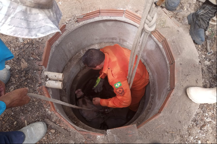 O Corpo de Bombeiros Militar do Estado do Ceará (CBMCE) foi contatado para realizar o salvamento do animal.