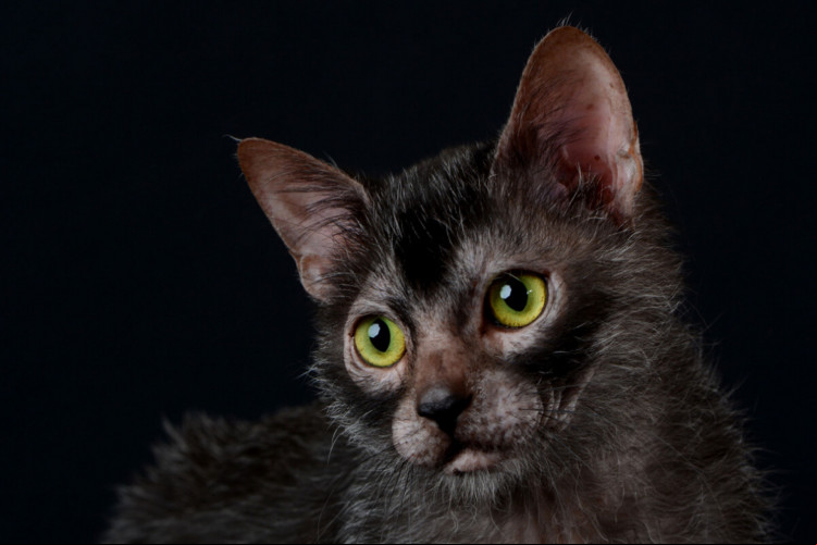 O gato lykoi está entre as raças mais raras do mundo (Imagem: Cicafotos | Shutterstock)