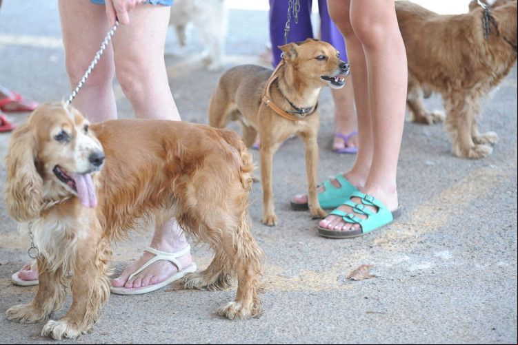 Imagem de apoio ilustrativo. Campanha "Outubro Rosa Pet" oferecerá exames clínicos preventivos das mamas para os animais na avenida Beira-Mar, em Fortaleza
