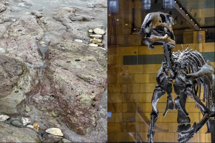 Pegadas de dinossauros com 125 milhões de anos são encontradas na Inglaterra